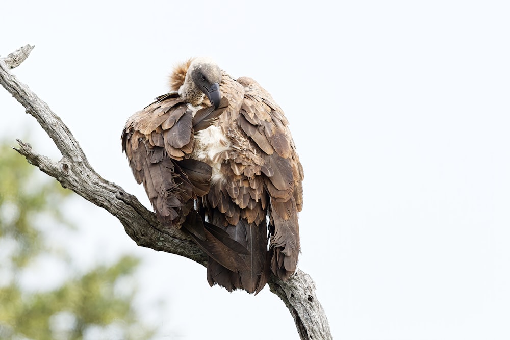 a bird sitting on a branch