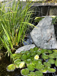 A serene pond with floating lilies and a gentle waterfall surrounded by natural stones and greenery.