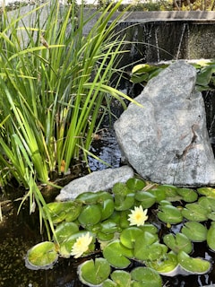 A serene pond surrounded by lush green grasses and large rocks. Floating on the water are vibrant lily pads with a few delicate yellow water lilies in bloom. A small waterfall cascades down the rocky backdrop, adding to the tranquil setting.