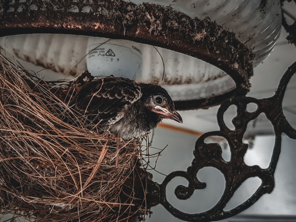 a bird in a nest