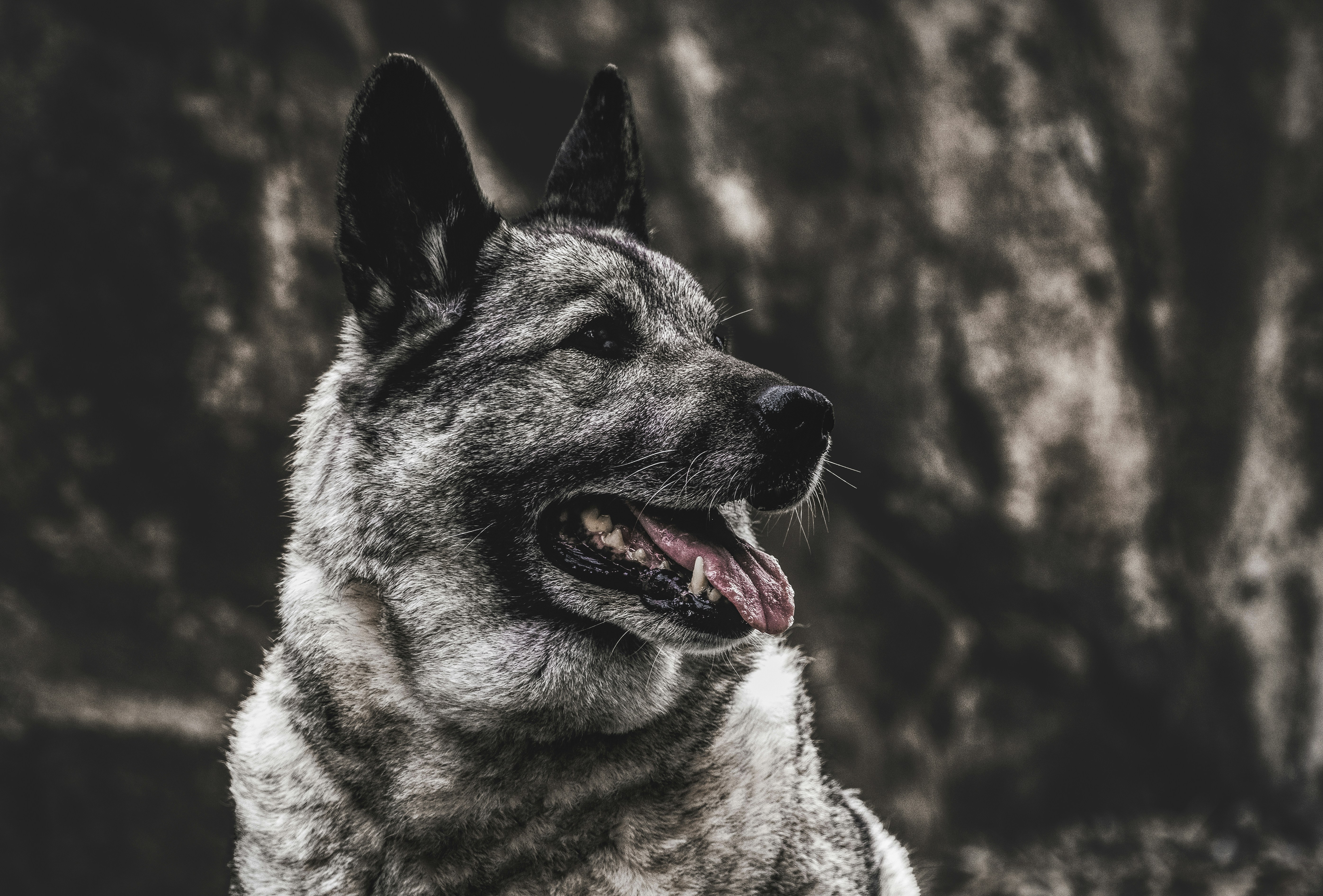 types of hunting dogs