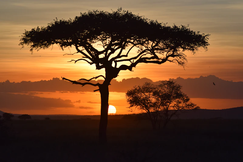 Bush trees silhouetted against a Tanzanian sunset
