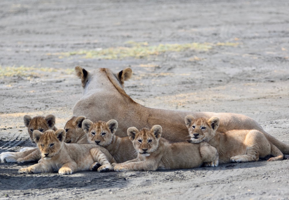 Un groupe de lions couchés