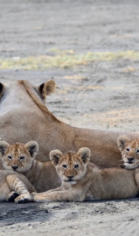 a group of lions lying down