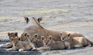 a group of lions lying down