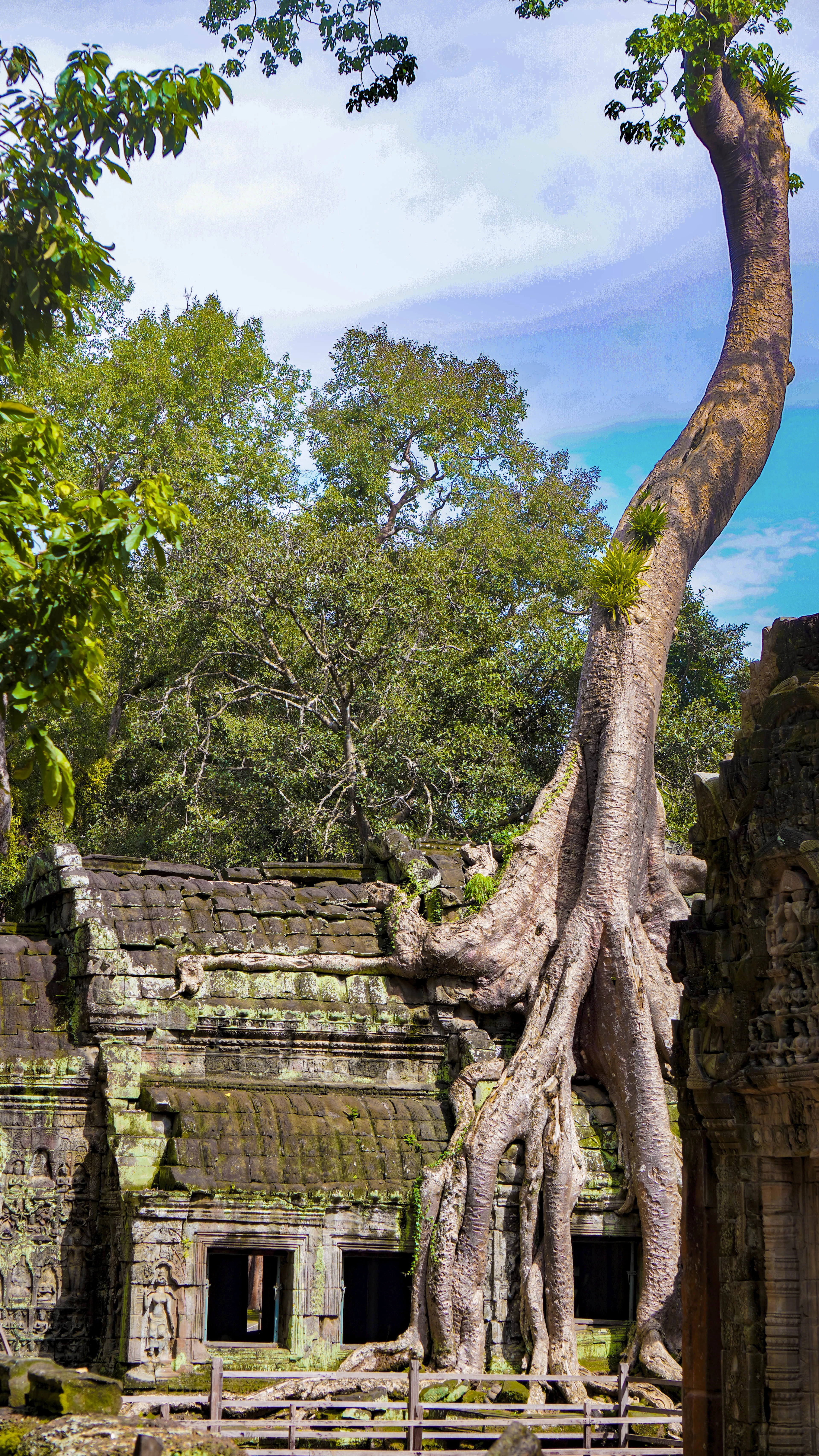 Tree roots gripping the stonework at Ta Prohm, in the Angkor complex near Siem Reap