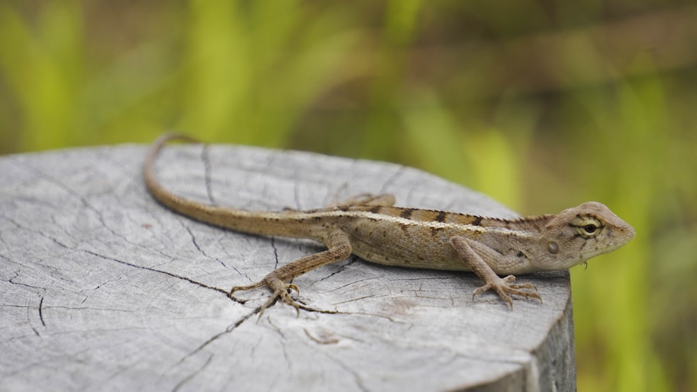 a lizard on a wood surface