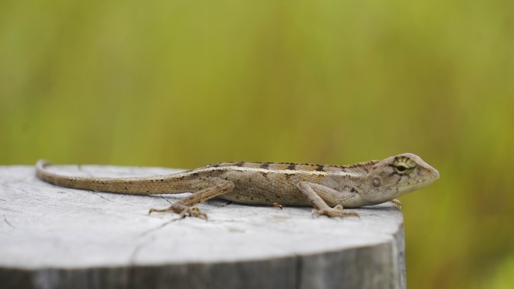 a lizard on a wood surface