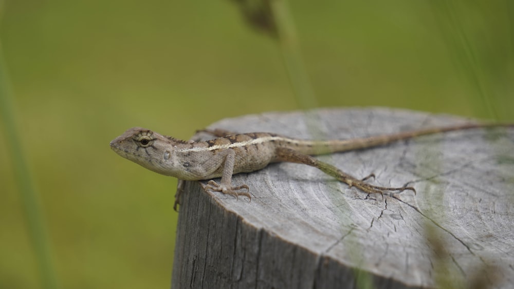 a lizard on a wood surface