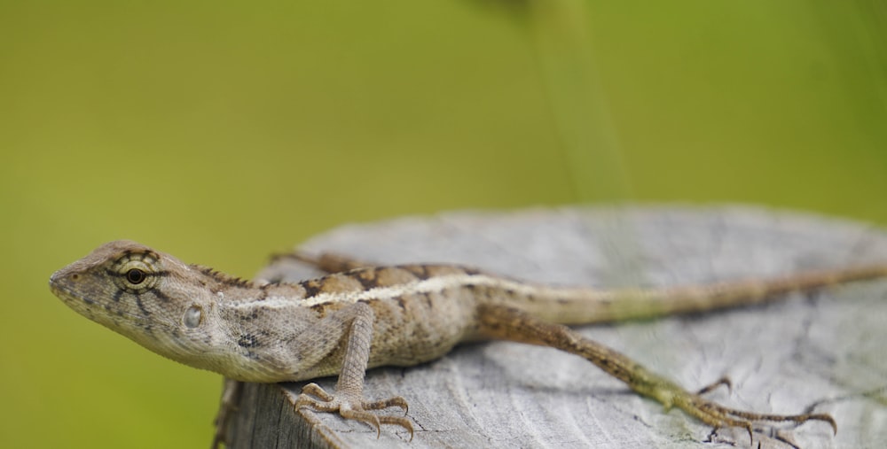 a lizard on a branch