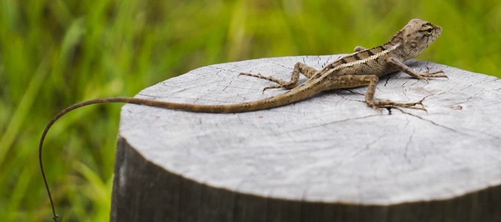 a lizard on a wood surface