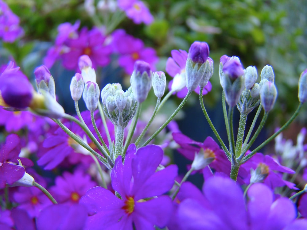 a close up of purple flowers