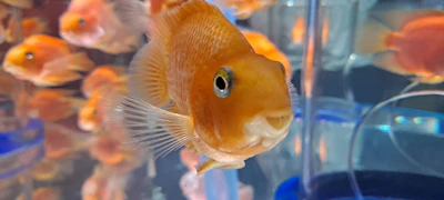 Close-up of a crystal-clear aquarium showcasing bright orange and blue fish.