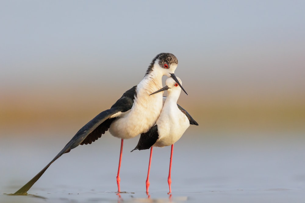 a couple of birds standing on the beach