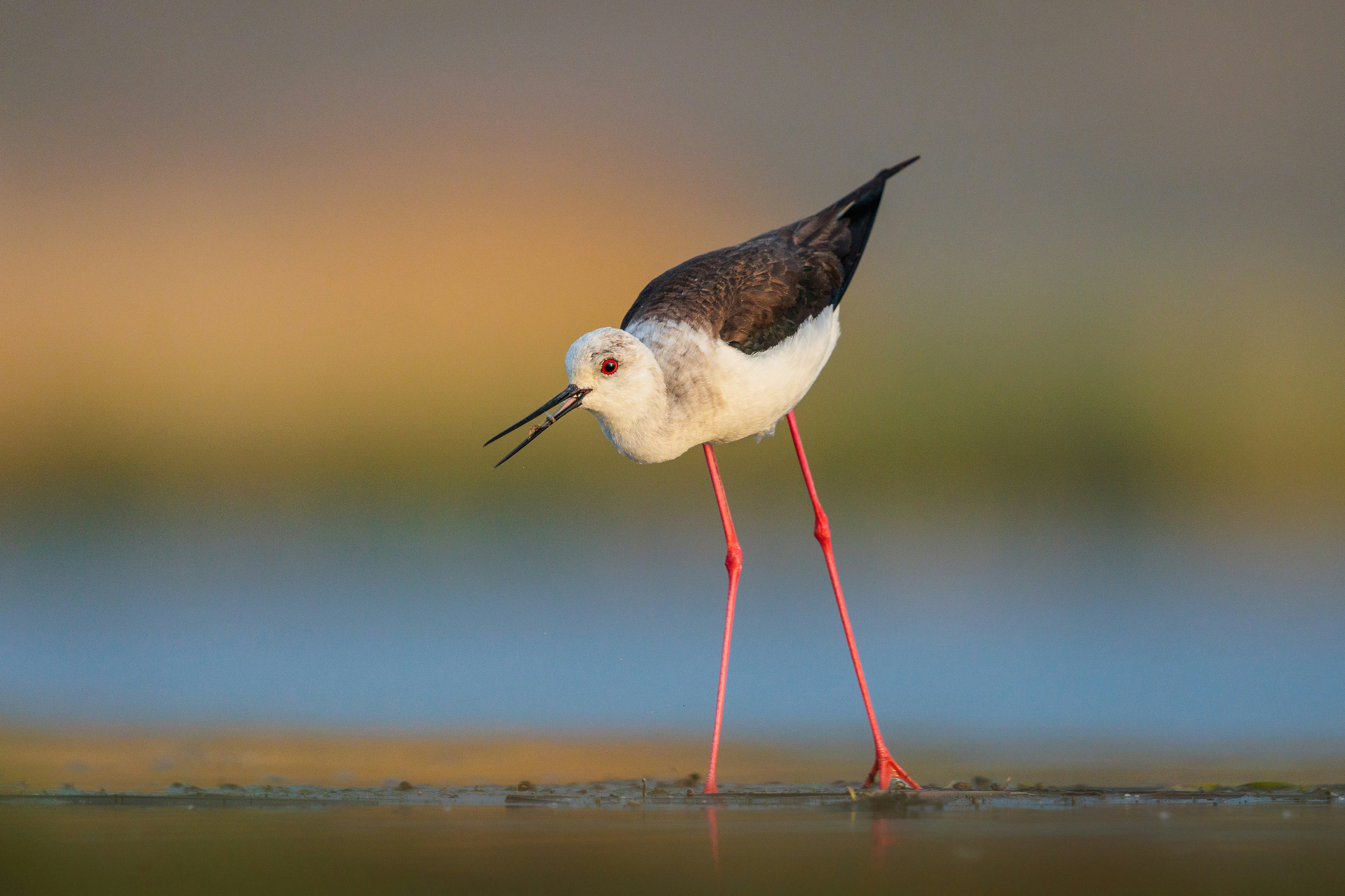 un oiseau au long bec