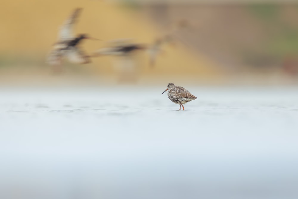 a bird walking on the snow