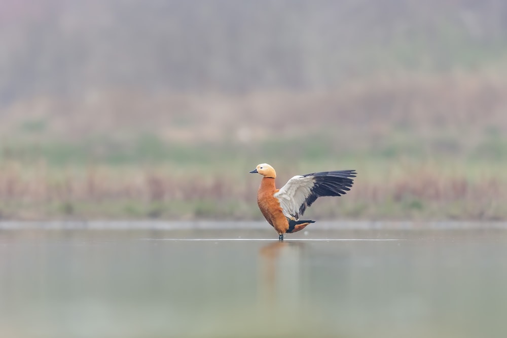 a bird flying over water