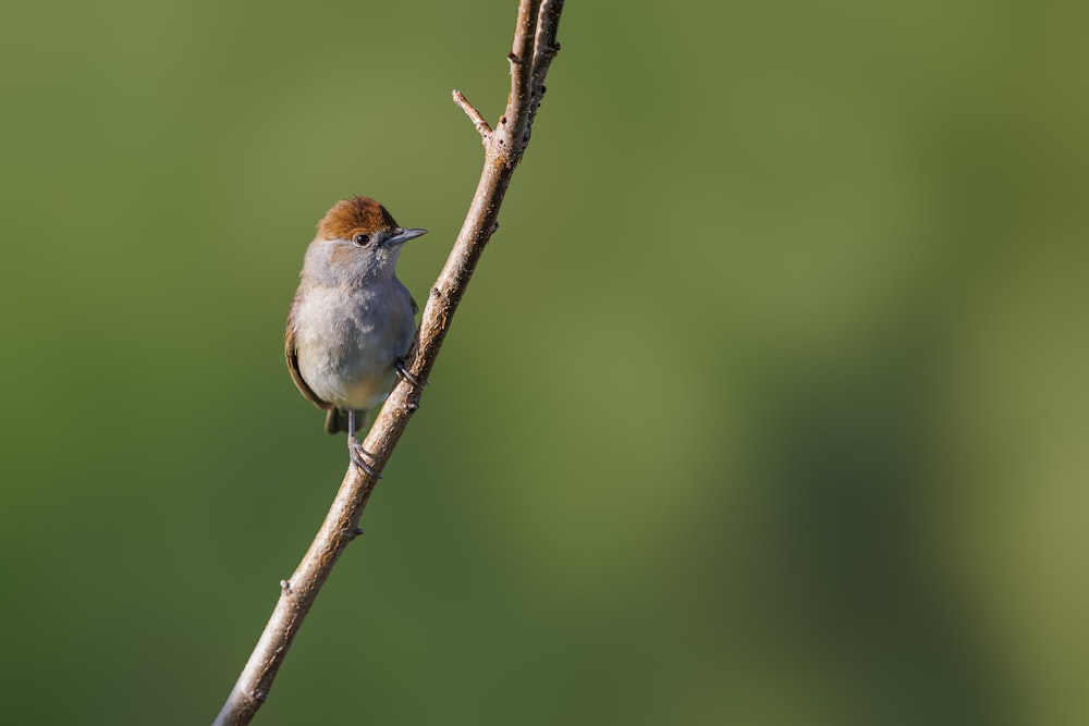 a small bird sits on a branch