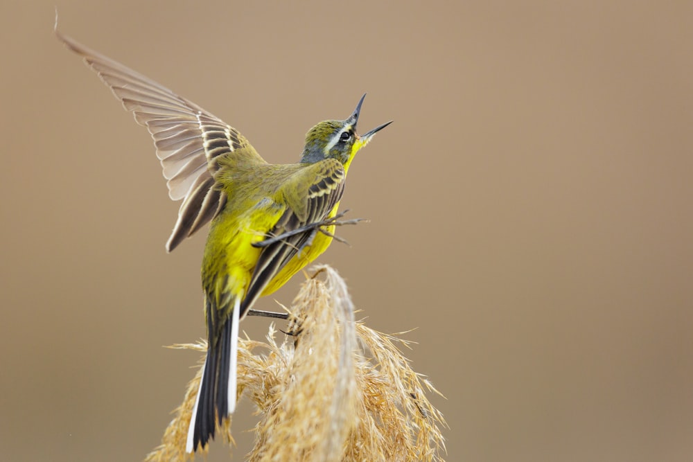 a couple of birds fighting