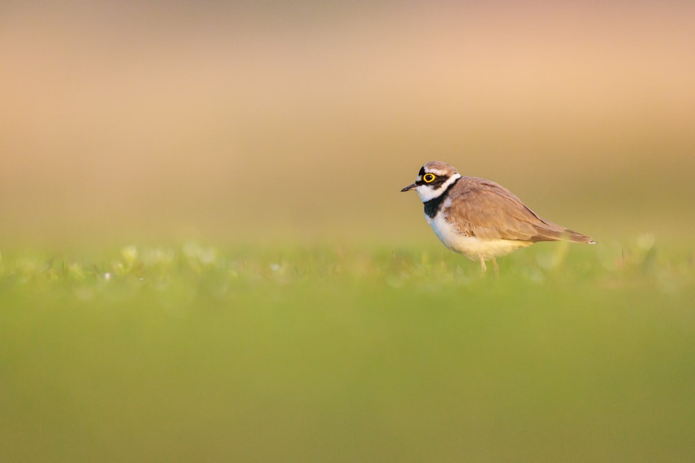 a small bird flying