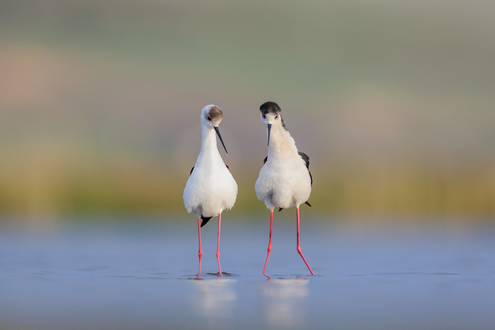 a couple of birds standing on a wet surface