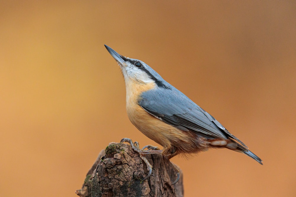 a bird on a tree stump