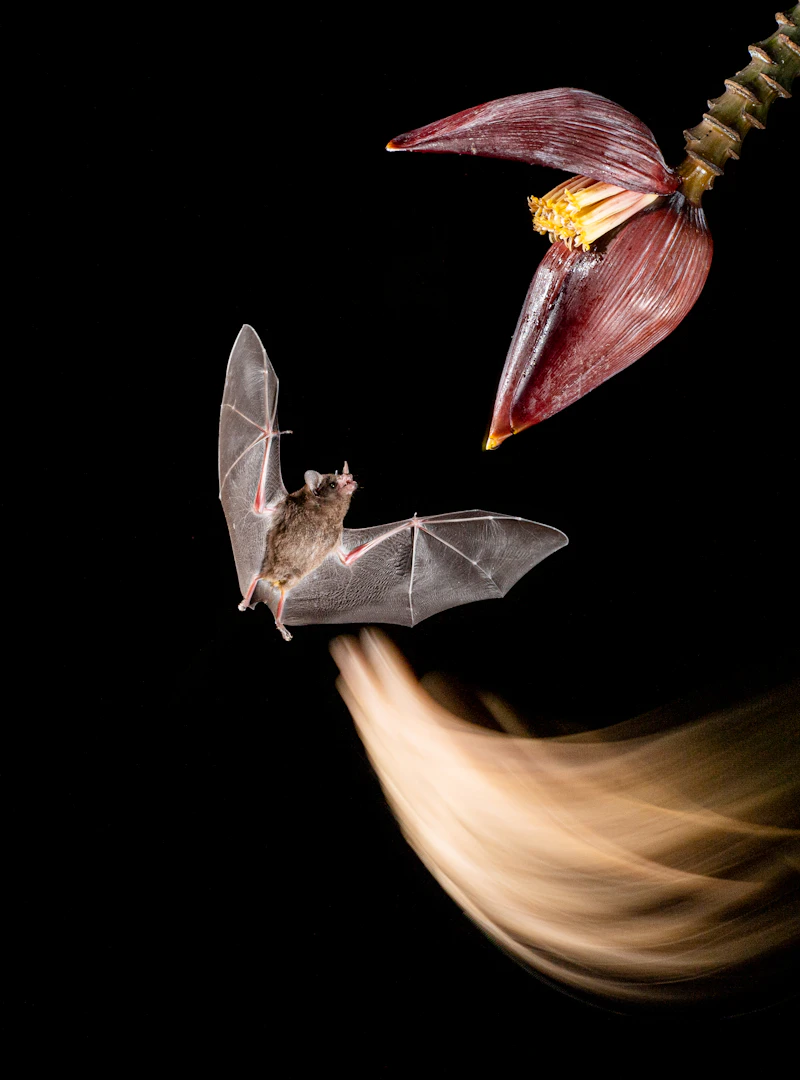 White Bat Flower