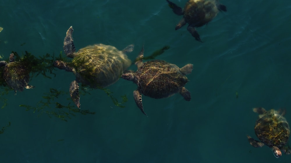 a group of sea animals swimming