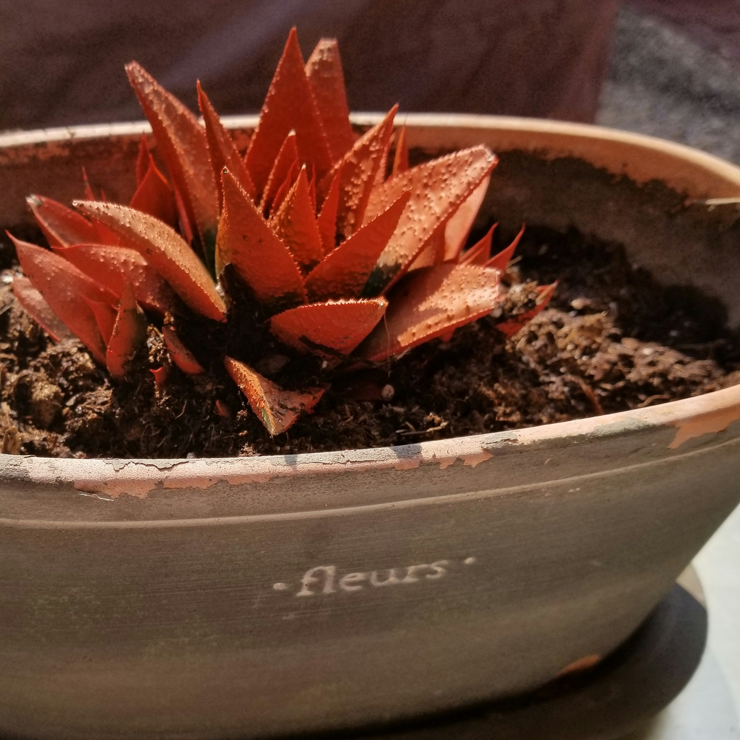 Removing a plant from its old pot