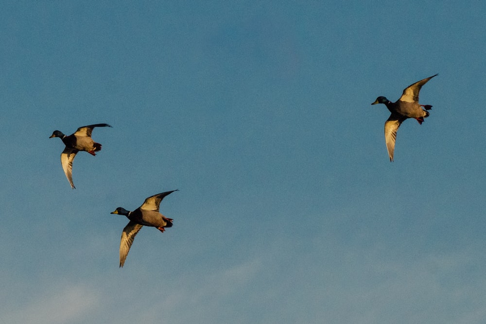 a group of birds fly through the air