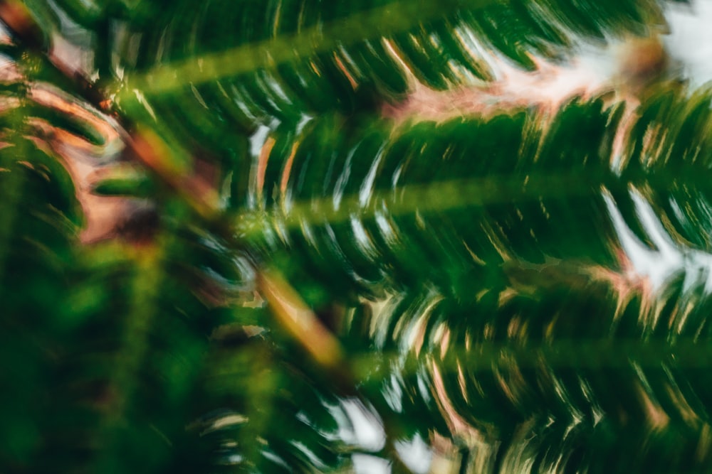 close-up of a pine tree