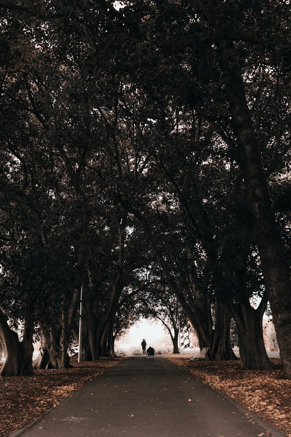 a road with trees on either side