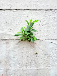 a plant growing in the sand