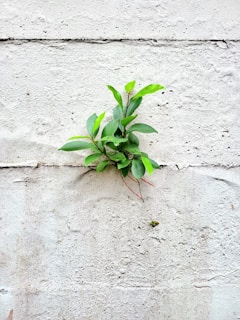 a plant growing in the sand