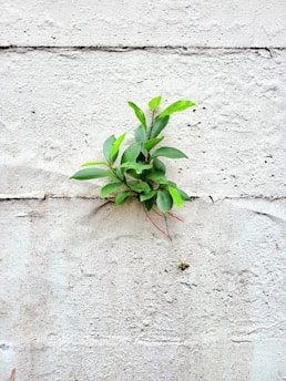 a plant growing in the sand