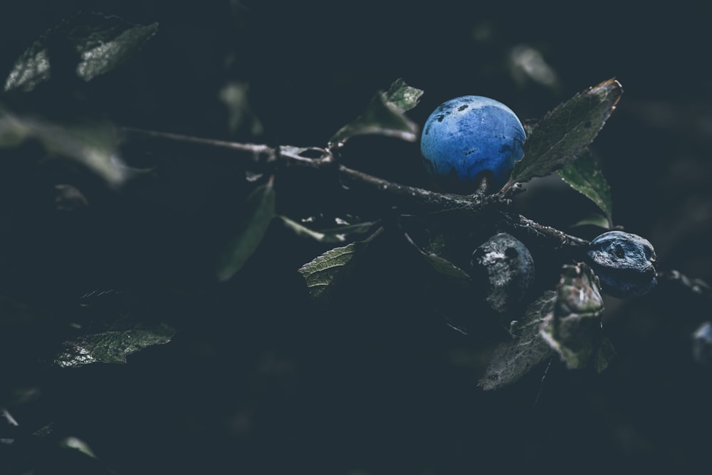 a blue berry on a branch