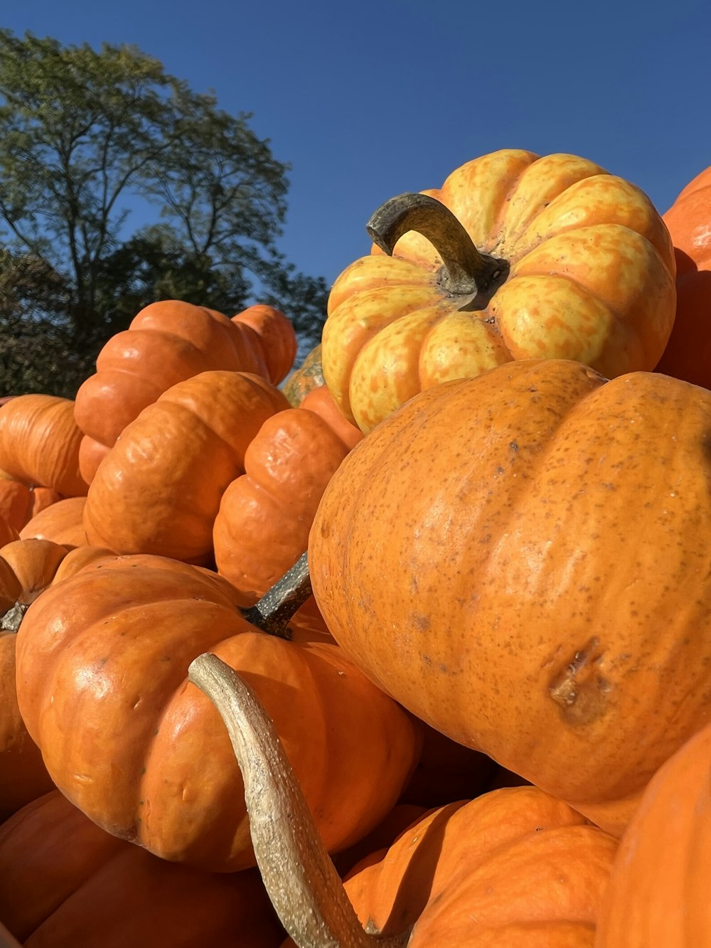 a pile of oranges