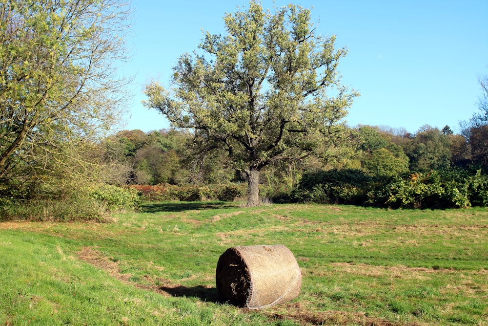 Ein Baum auf einem Feld