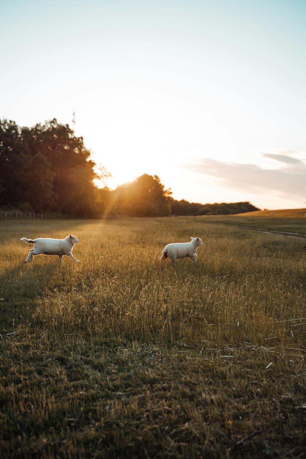 ovelhas em um campo
