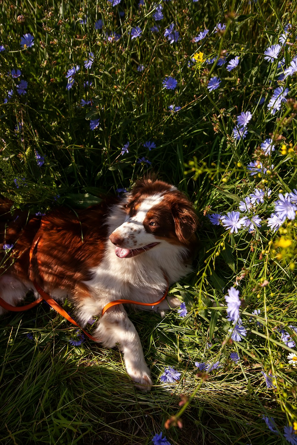 a dog lying in a field of flowers