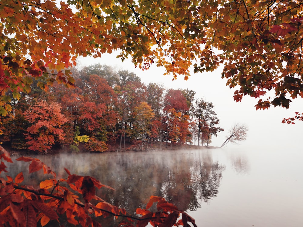 a body of water with trees around it