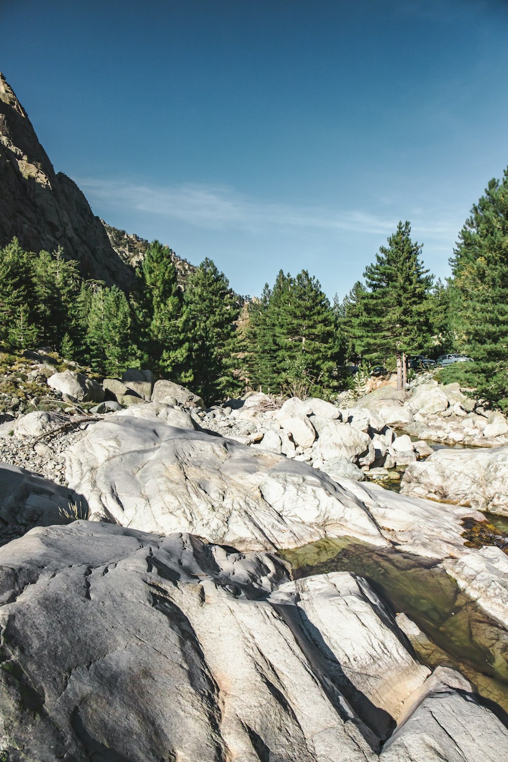um leito de rio rochoso com árvores