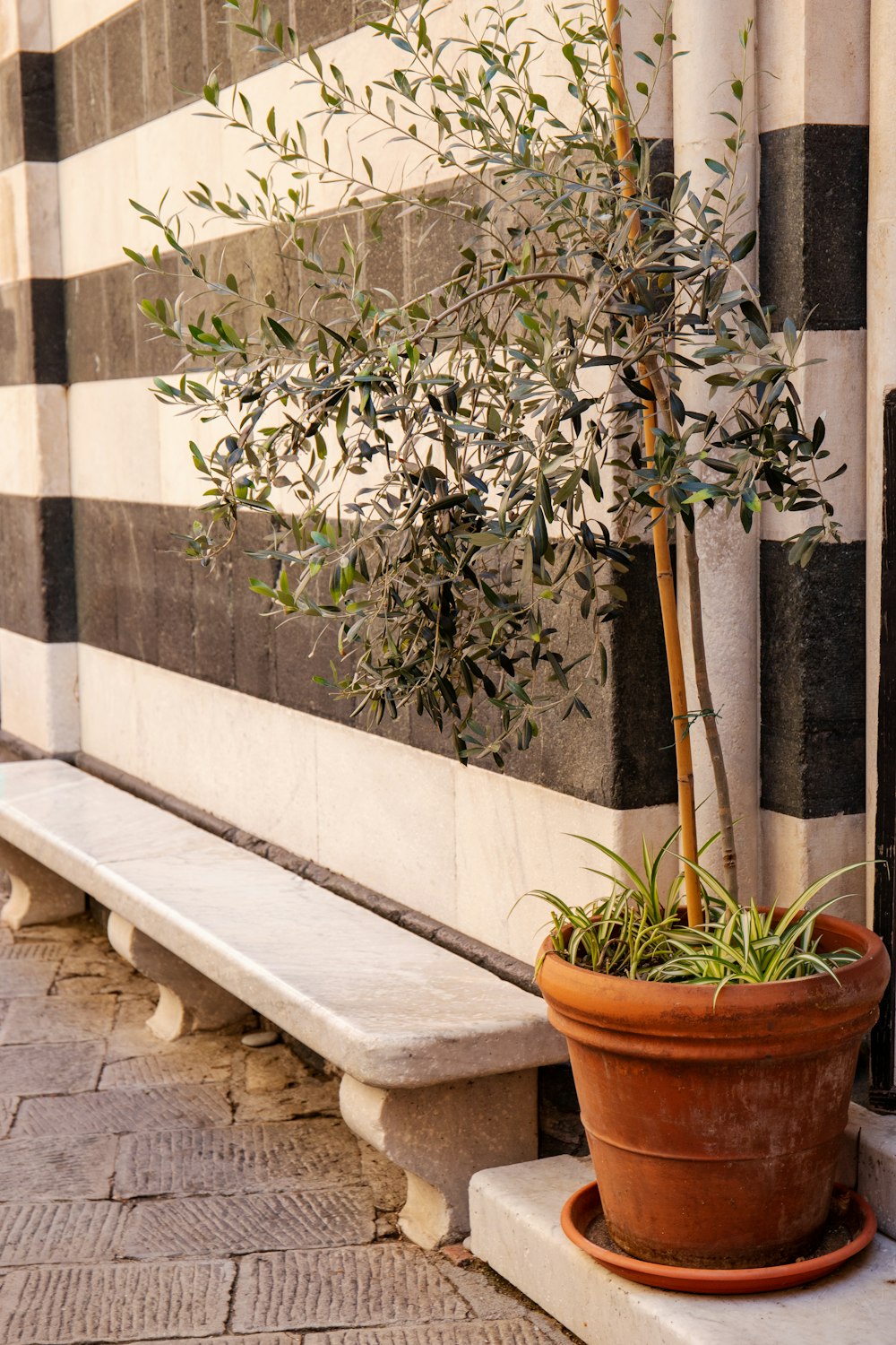 a plant in a pot