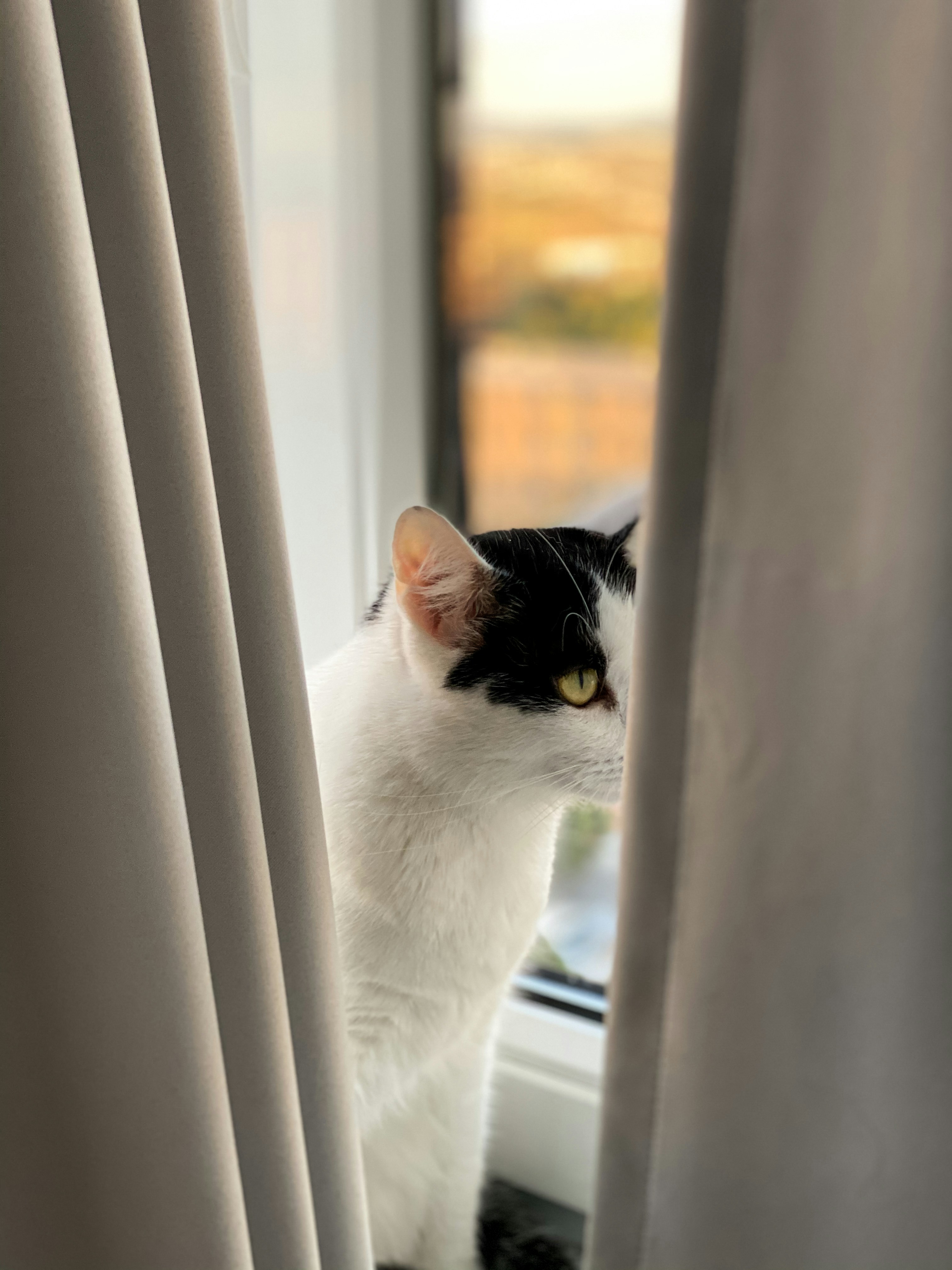 a cat looking out a window
