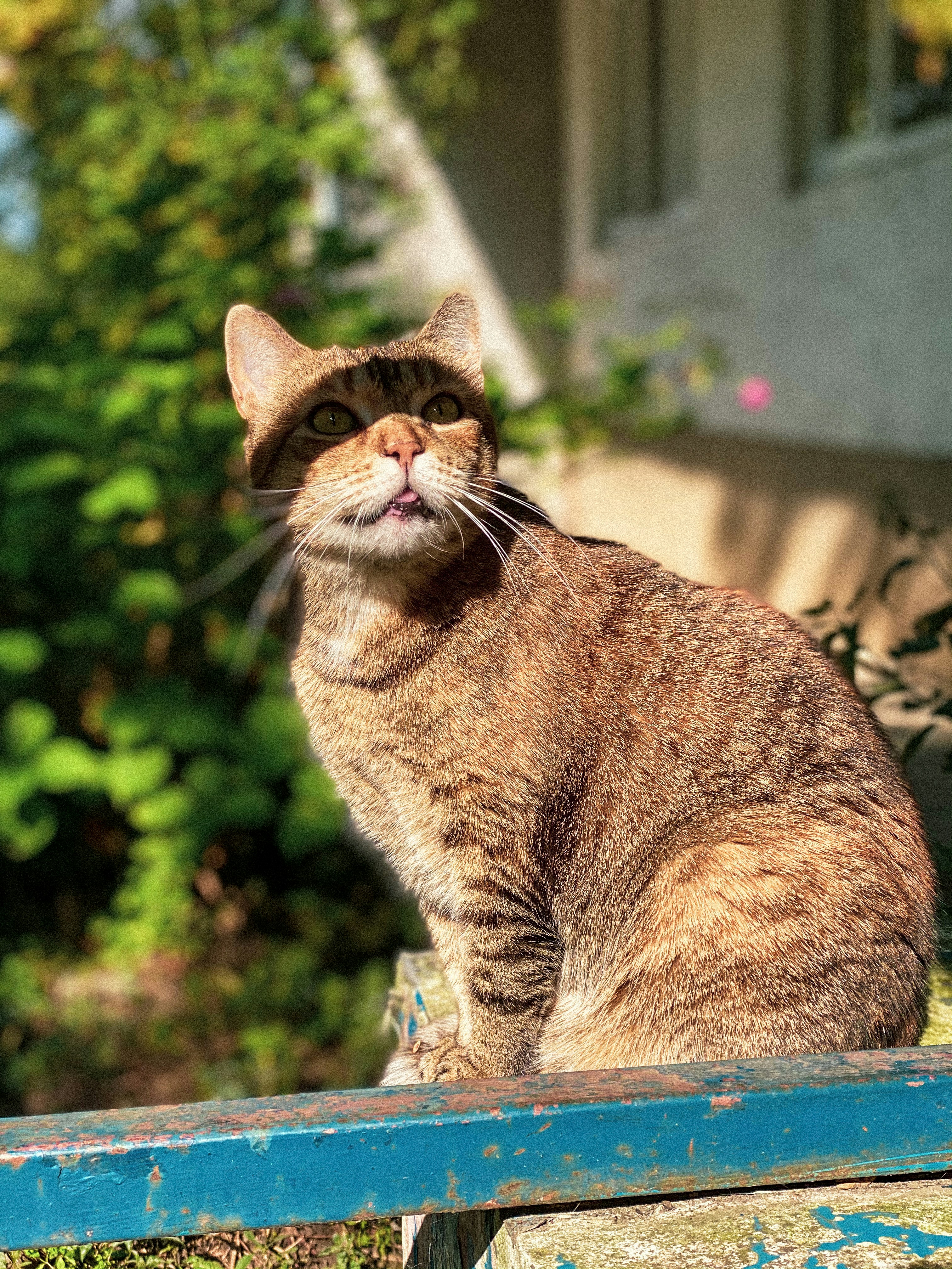 a cat sitting on a blue bench