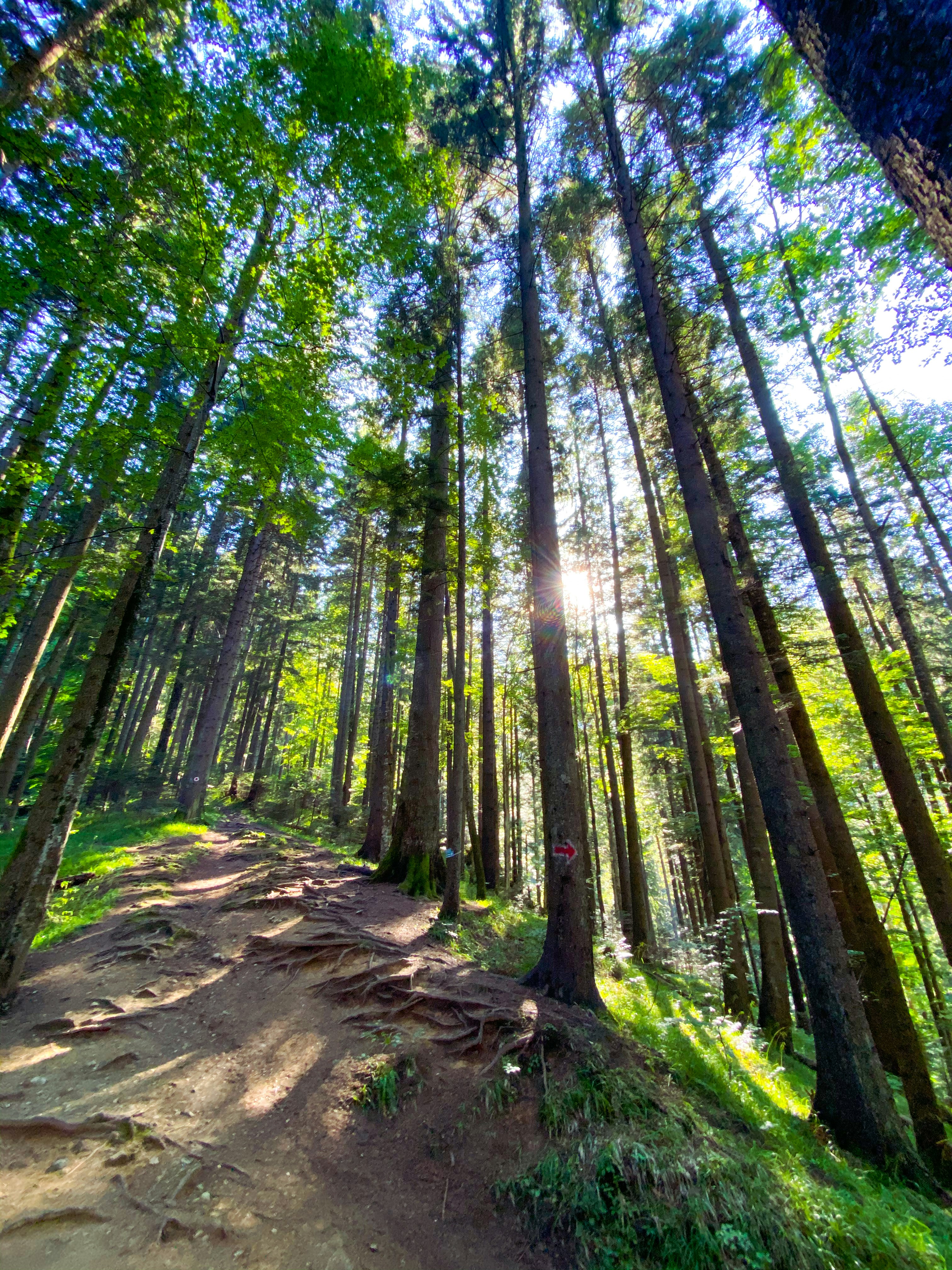 forest hiking wallpaper, wallpaper, Sustainable Outdoor Clothing: Brands & How to Choose 4