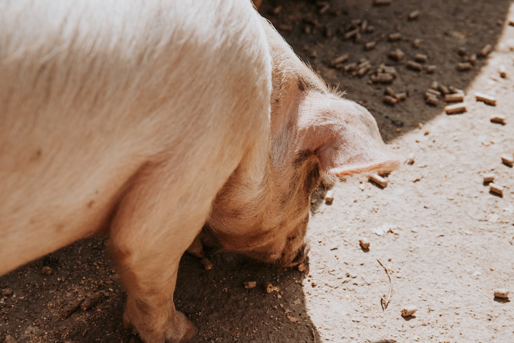 a pig standing on dirt
