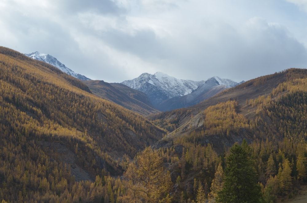 a landscape with trees and mountains in the back