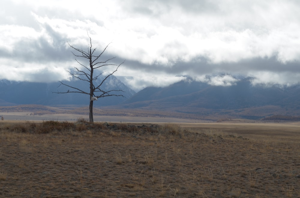 a tree in a field