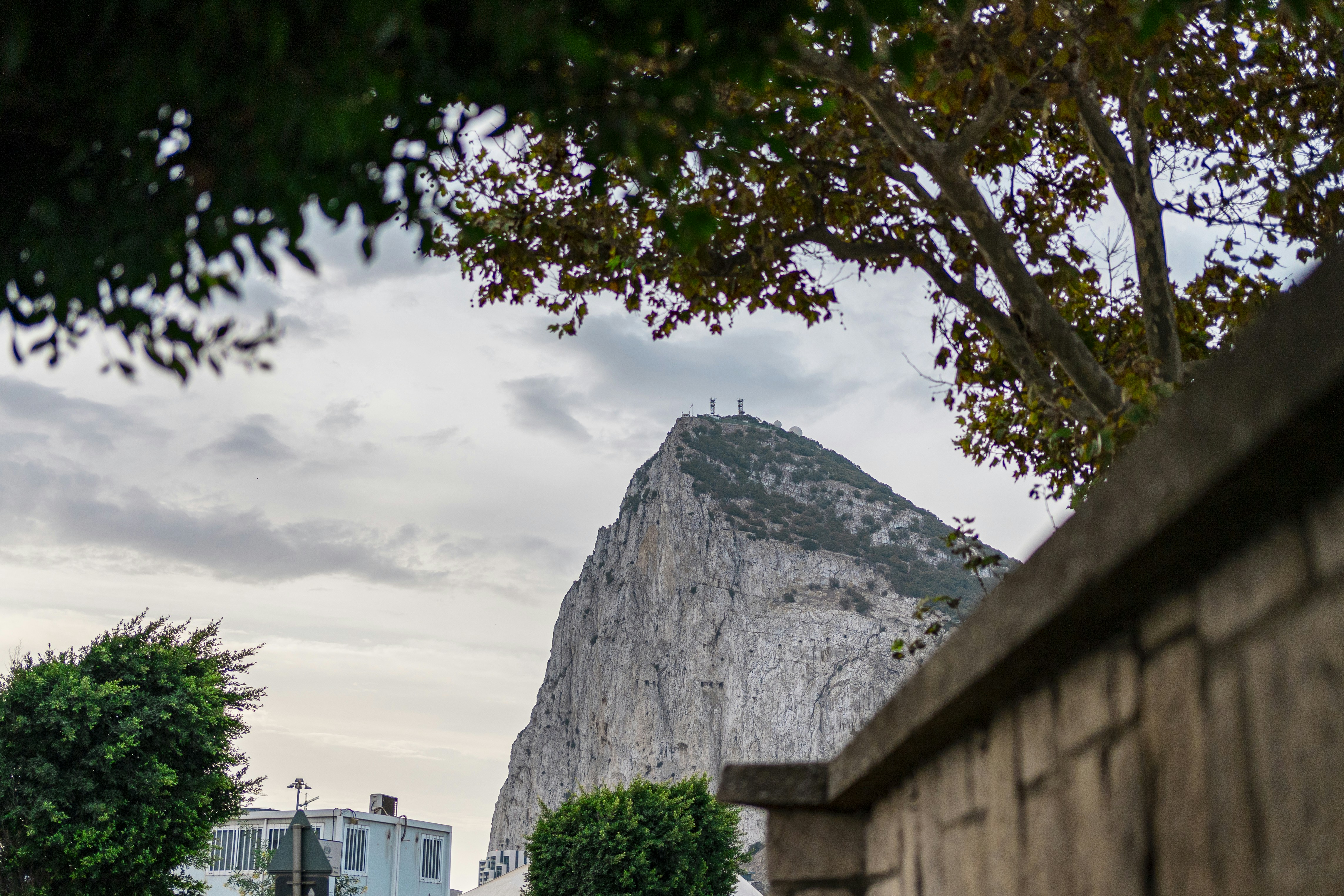 un albero accanto a un edificio